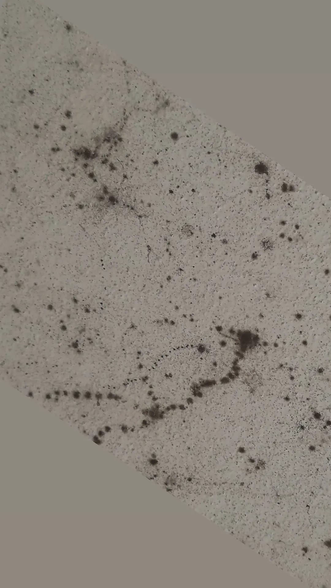 Trattamento Antimuffa